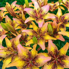 tiny dancer asiatic lily Tribal Dance Asiatic Lily