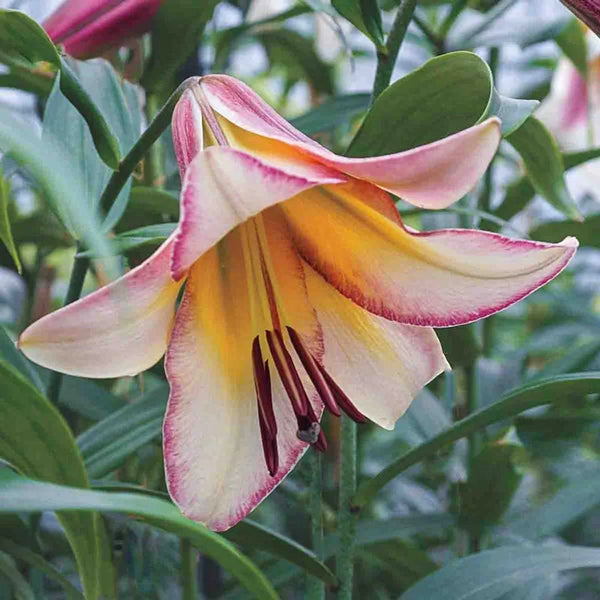 moon lily flower Beijing Moon Lily Tree®