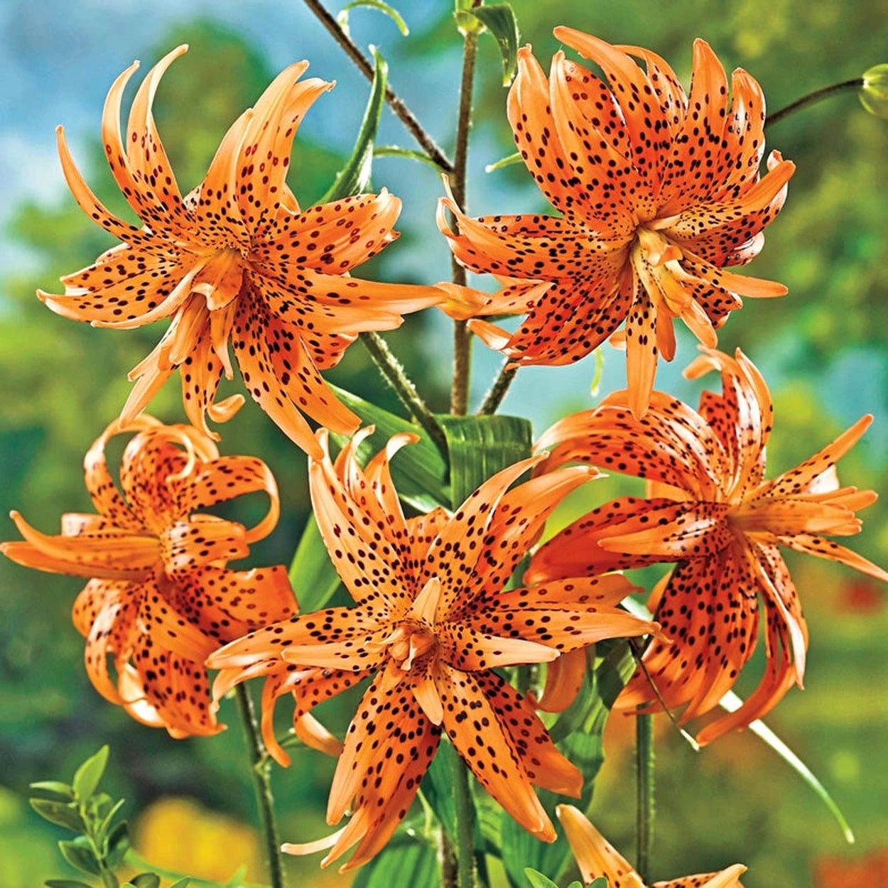 lily bulb flower Flore Pleno Lily