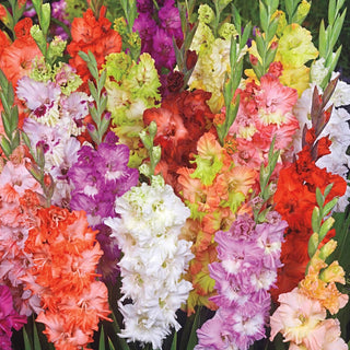 Fringed Glamini Gladiolus Mixture