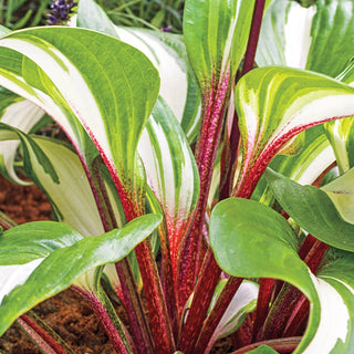 Raspberry Sundae Hosta