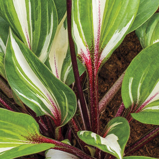 Raspberry Sundae Hosta