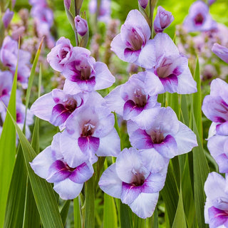 Tina Dwarf Gladiolus