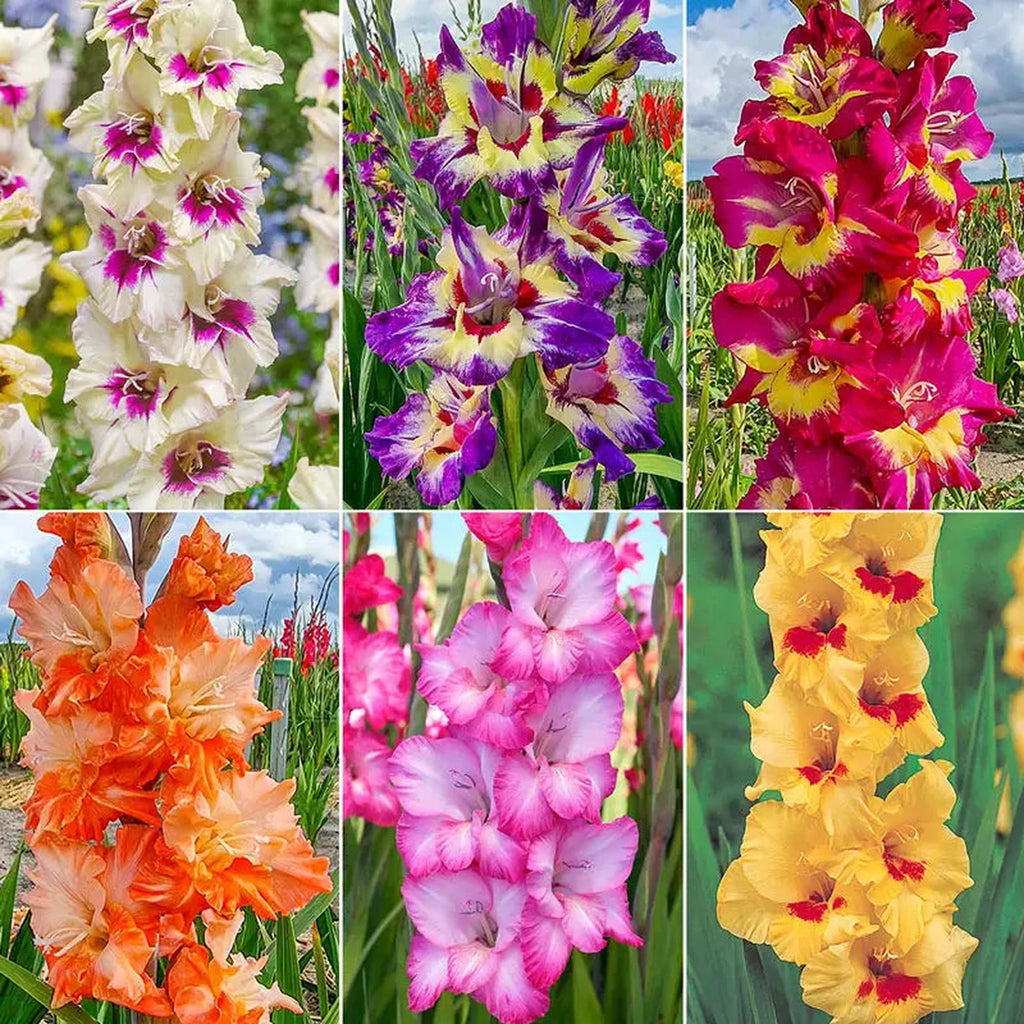 Shop Festival of Colors Gladiolus Collection | Breck's