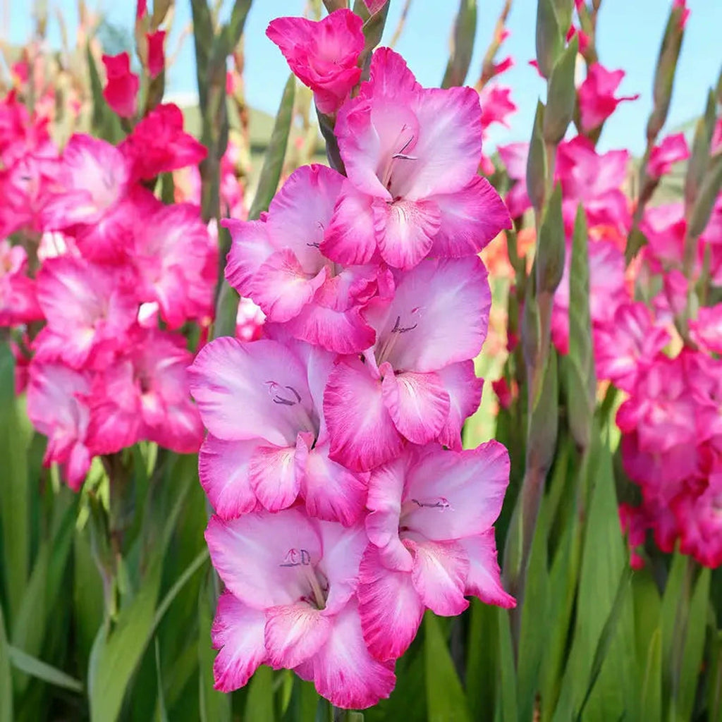 Buy Cantate Gladiolus Online | Gladiolus Bulbs | Breck's