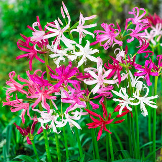 Naked Ladies Mixture