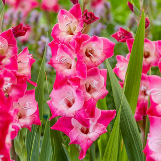 Lizzy Dwarf Gladiolus