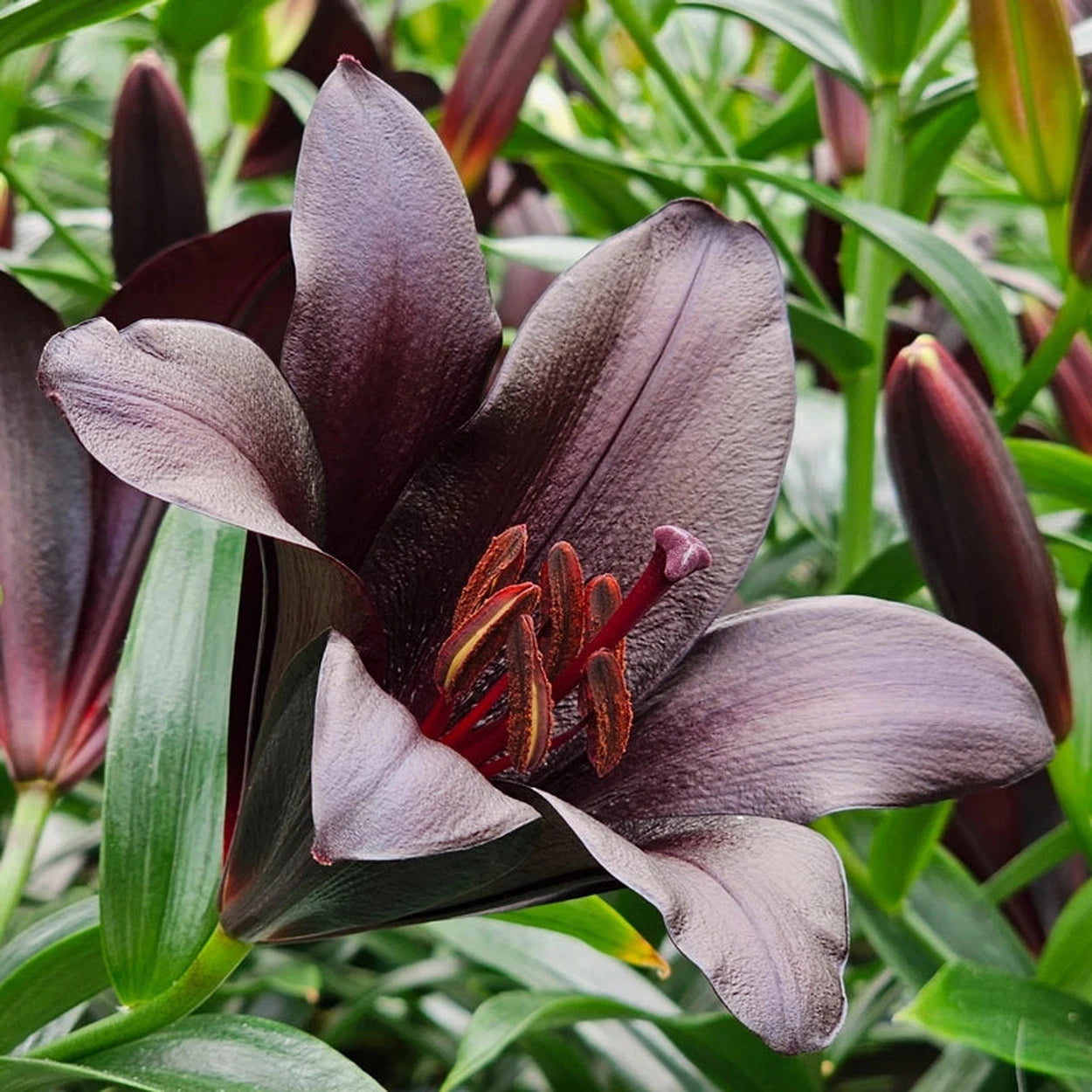 black peace lily flowers Black Ship Lily – Breck's
