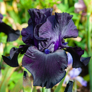 Black Suited Iris Bearded
