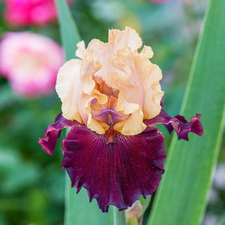 Broad Shoulders Iris Bearded