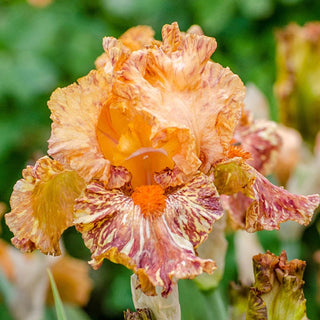 Cheetah Cheese Iris Bearded