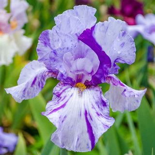 Elainealope Reblooming Iris Bearded
