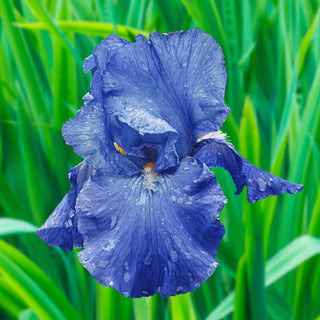 Feedback Reblooming Iris Bearded