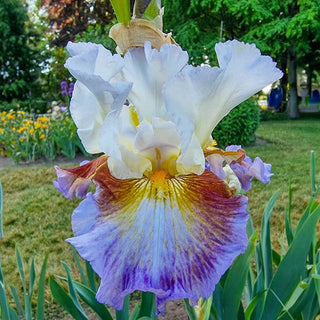 Get Back Reblooming Iris Bearded