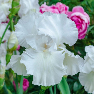 Immortality Reblooming Iris Bearded
