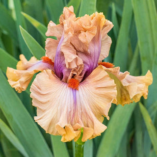 Jealous Guy Iris Bearded