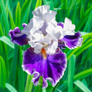 Merry Amigo Iris Bearded
