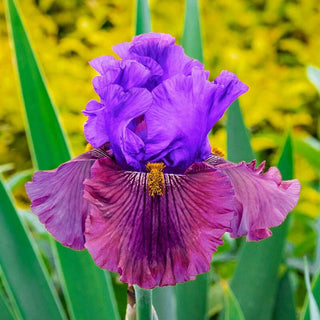 Nelly Tardivier Iris Bearded