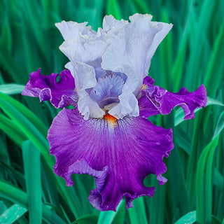 Picadilly Party Iris Bearded