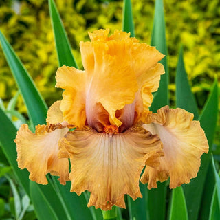 Rubenesque Iris Bearded