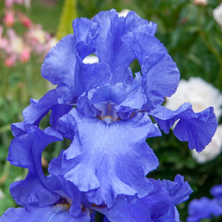 Sugar Blues Reblooming Iris Bearded
