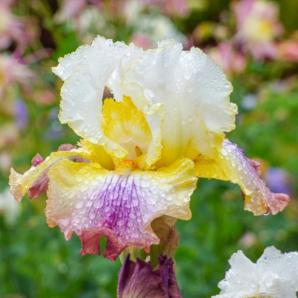 Sunrise Splendor Bearded Iris – Brecks