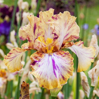 Toucan Tango Iris Bearded