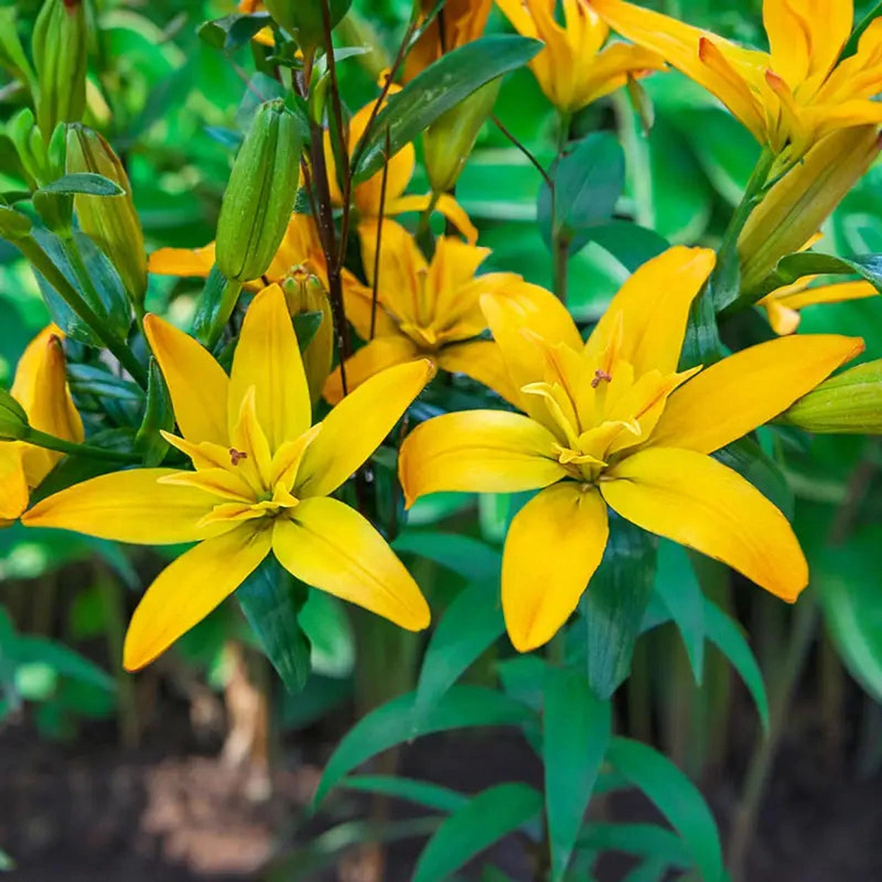double you asiatic lily Gold Twin Double Asiatic Lily