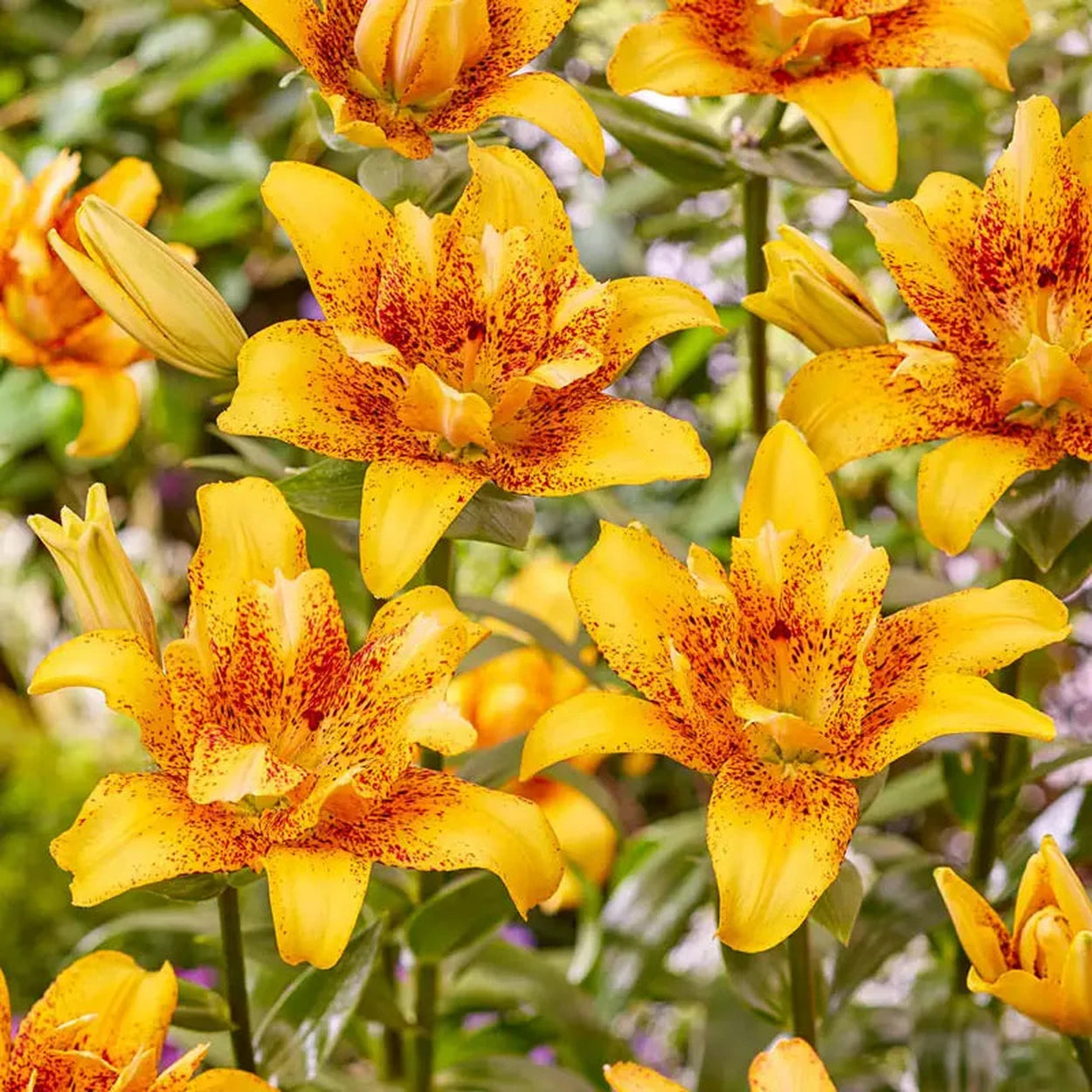 asiatic lily tiny bee Double Nugget Lily