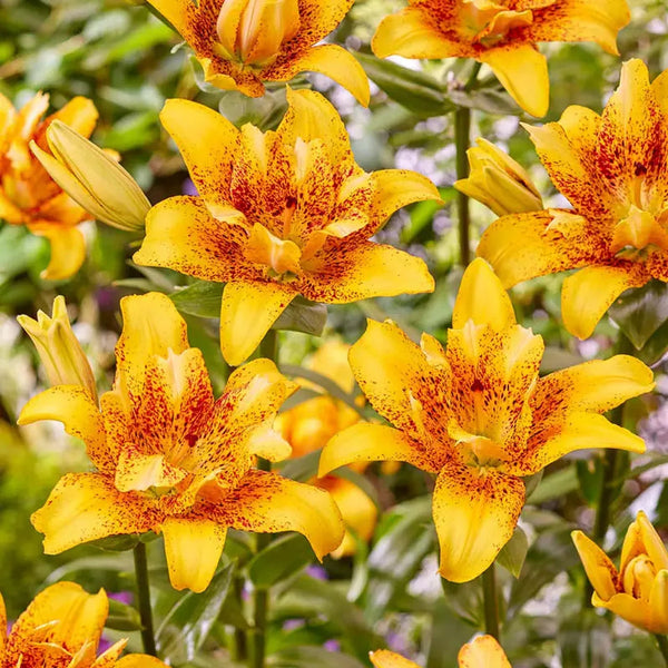 tiny parrot asiatic lily care Double Nugget Lily