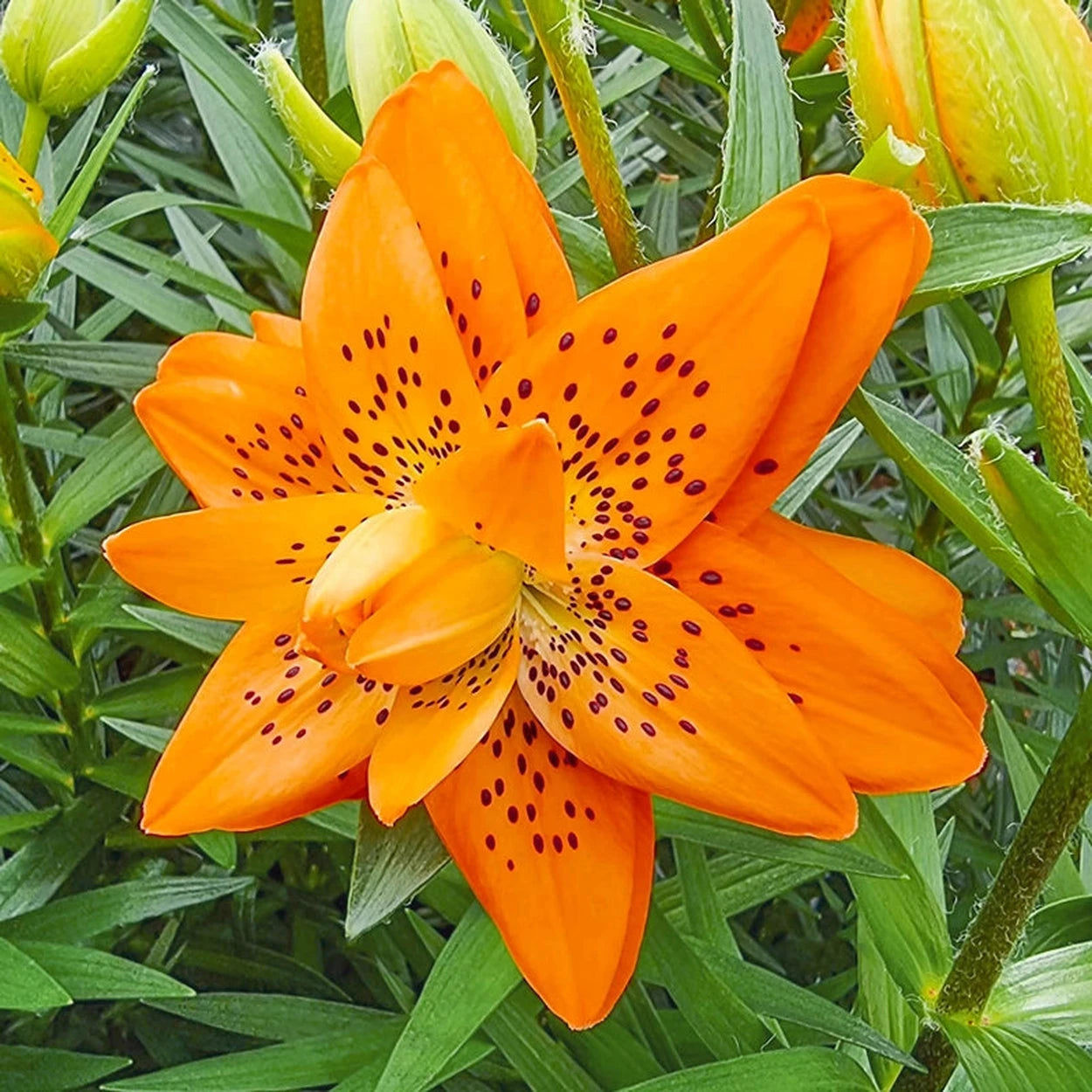 double orange tiger lily Dutch Design Double Lily – Breck's