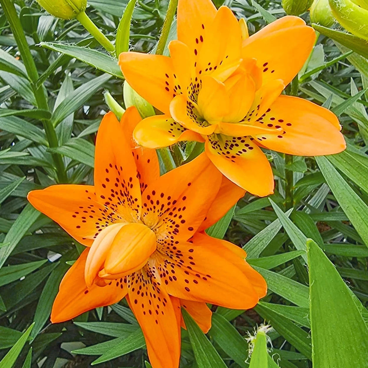 double lily flower Dutch Design Double Lily