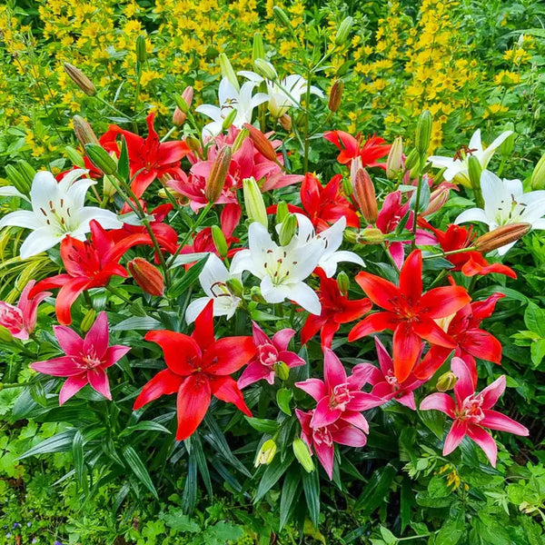 red asiatic lily Endless Love Asiatic Lily Mixture