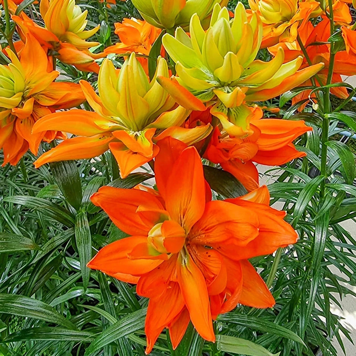 double asiatic lily bulbs Hulk Double Lily