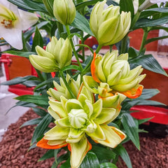 Buy Hulk Double Lily Bulbs | Spring Planted Bulbs | Breck's
