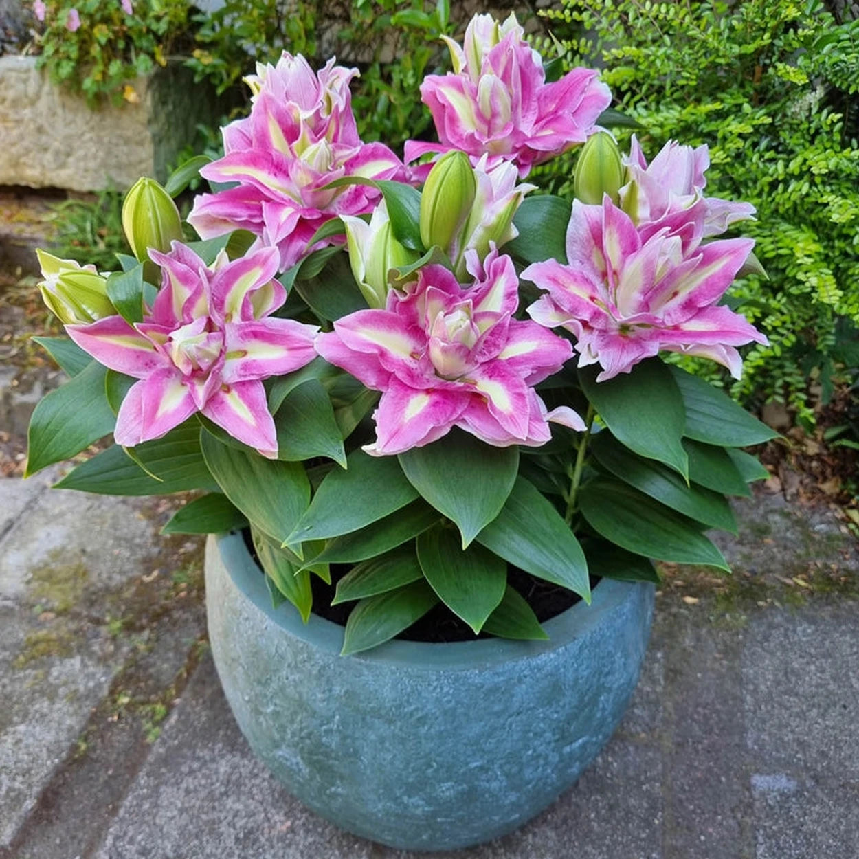 melodie double asiatic lily Foxy Star Double Oriental Carpet Border Lily™