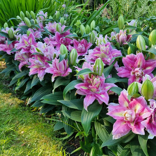 Foxy Star Double Oriental Carpet Border Lily™