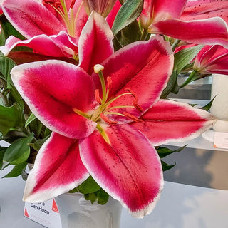 El Capitan Tree Lily®