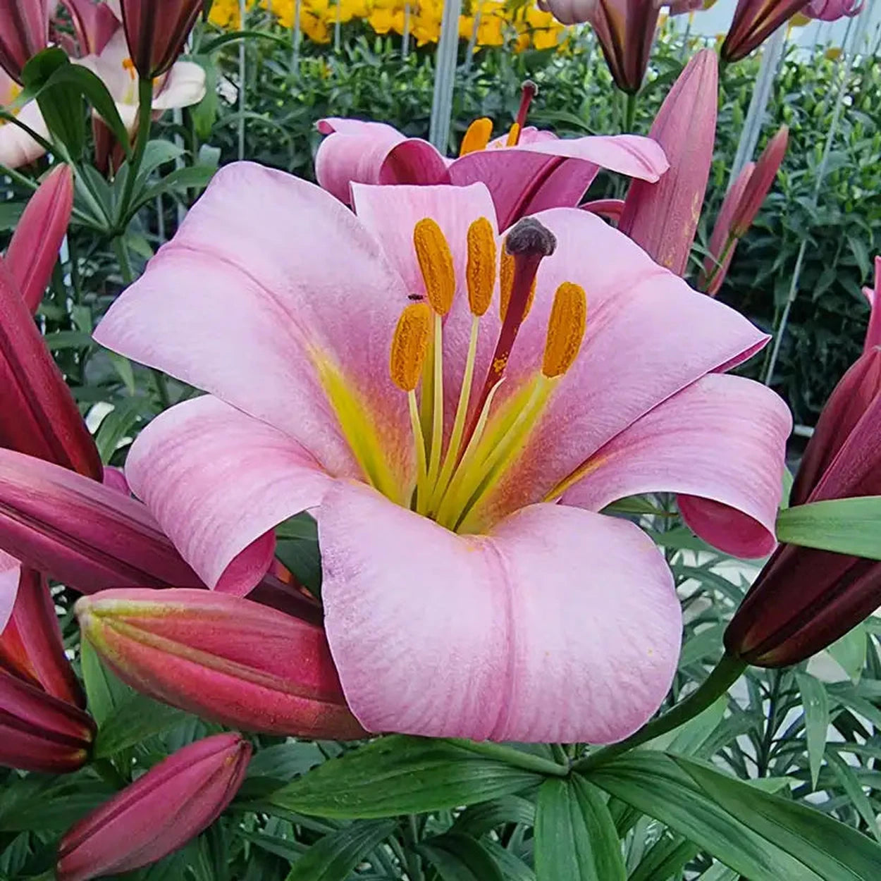 trumpet lily flower Pink Planet Trumpet Lily