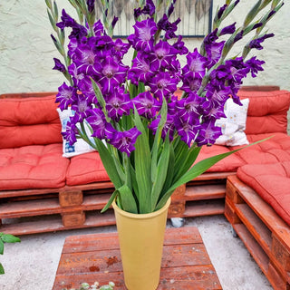 Hallowy Gladiolus