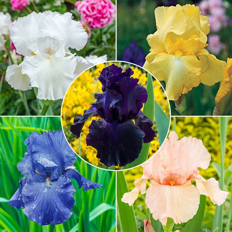 Reblooming Bearded Iris Collection Harvest Special Breck's