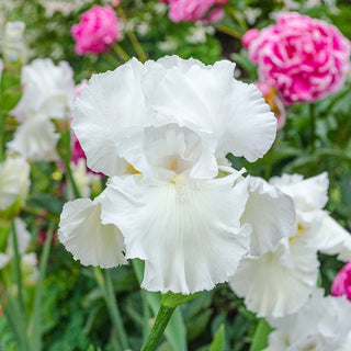 Reblooming Bearded Iris Collection Harvest Special