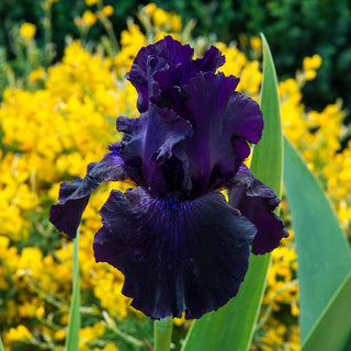 Reblooming Bearded Iris Collection Harvest Special