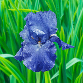 Reblooming Bearded Iris Collection Harvest Special