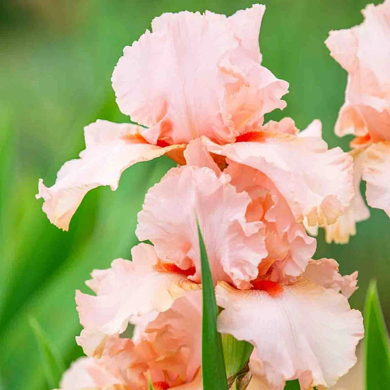 Peggy Sue Reblooming Tall Bearded Iris | Breck's Peggy Sue Reblooming Tall Bearded Iris | Breck's