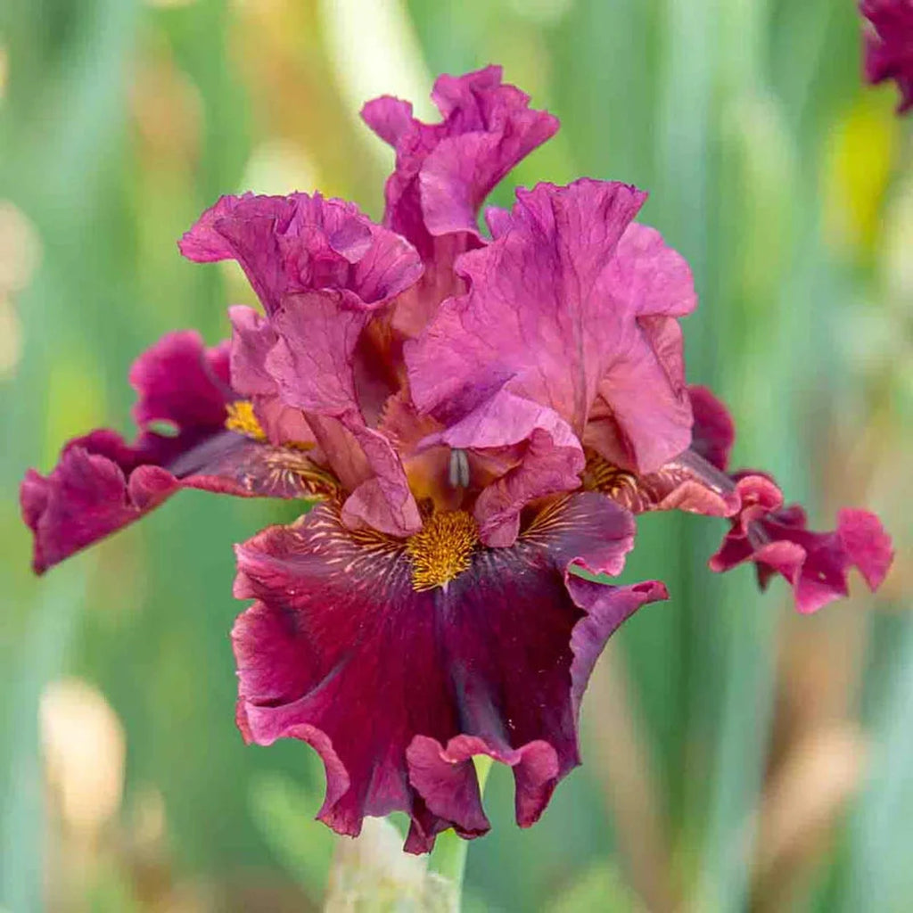 Beeks Bulbs Buy Obsessed Bearded Iris | Iris Bulbs and Rhizomes | Breck's