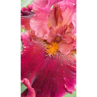 Obsessed Bearded Iris