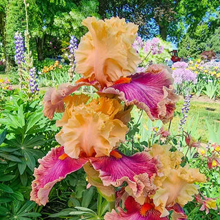 Decadence Bearded Iris