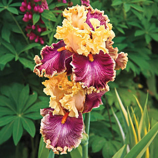 Decadence Bearded Iris