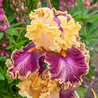 Decadence Bearded Iris
